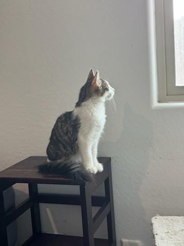 Bran, a Adopted mixed breed in Youngtown, AZ image 1/6