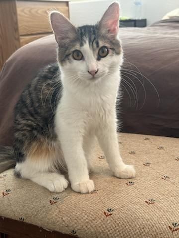 Bran, a Adopted mixed breed in Youngtown, AZ image 2/6