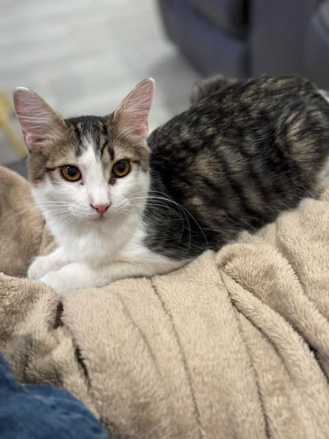 Bran, a Adopted mixed breed in Youngtown, AZ image 3/6