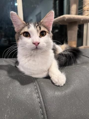 Bran, a Adopted mixed breed in Youngtown, AZ image 4/6