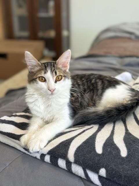 Bran, a Adopted mixed breed in Youngtown, AZ image 5/6