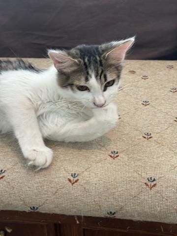 Bran, a Adopted mixed breed in Youngtown, AZ image 6/6