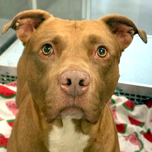 Gunner, Adoptable, Adult Male Pit Bull Terrier.