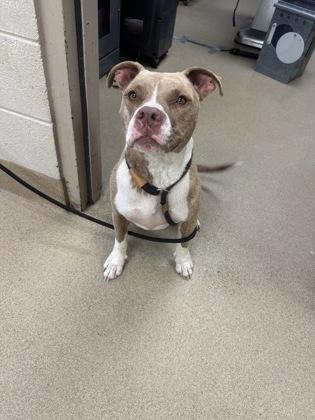 Enlarge Bella, a Adoptable mixed breed in Farmers Branch, TX image 1/2