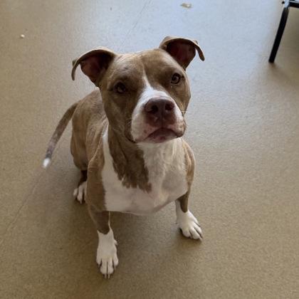 Enlarge Bella, a Adoptable mixed breed in Farmers Branch, TX image 2/2