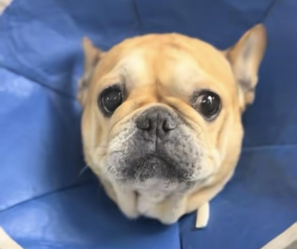 ellie, Adoptable, Adult Female French Bulldog.