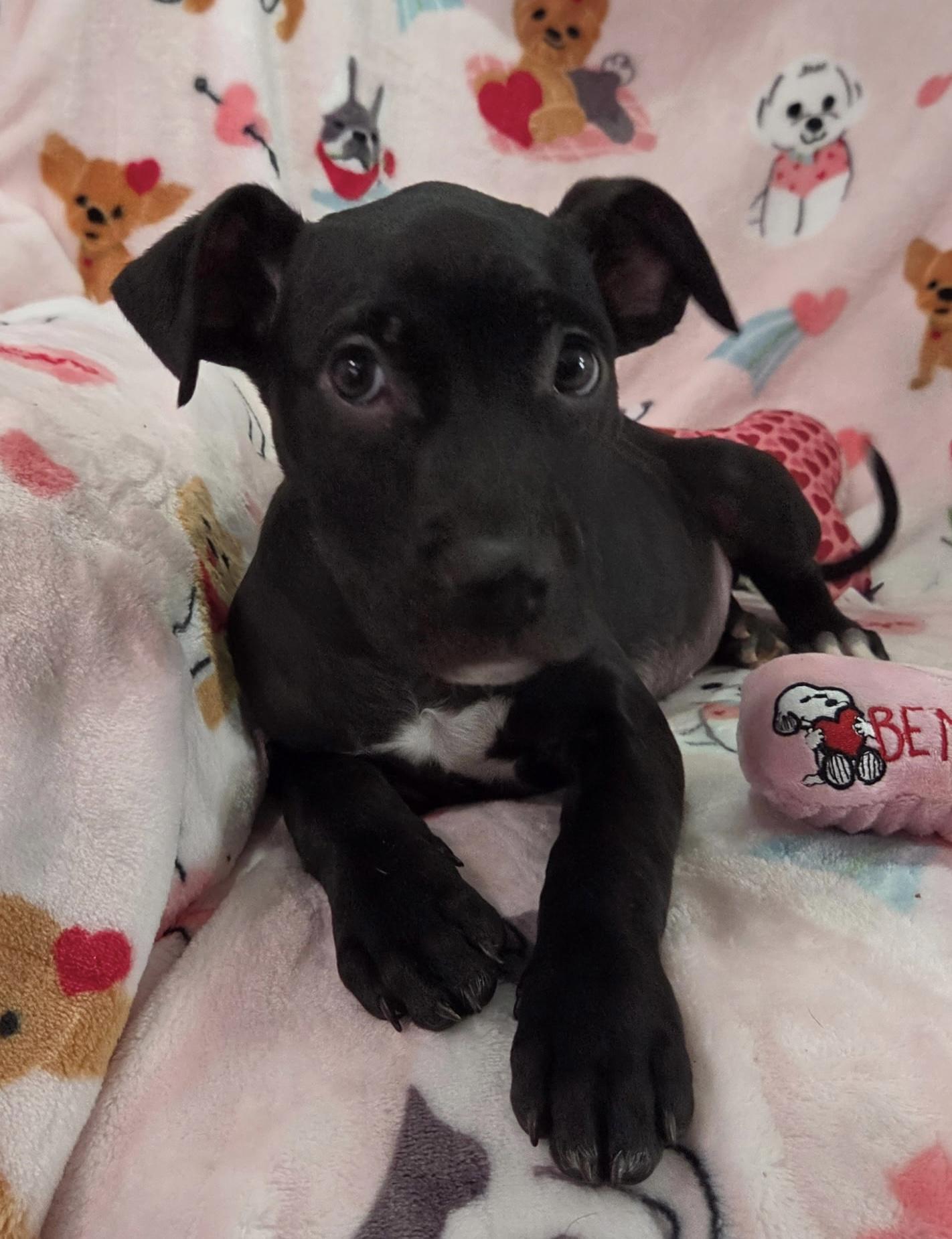 Enlarge Palmer, a ADOPTABLE mixed breed in White Lake, MI image 3/5