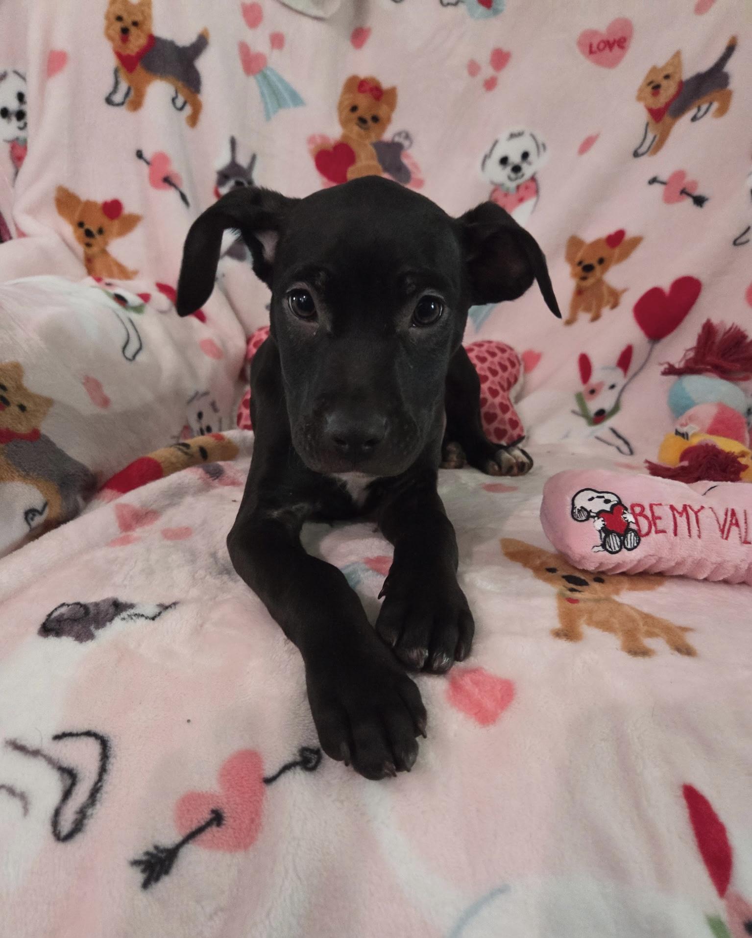 Palmer, ADOPTABLE, Puppy Male Black Labrador Retriever.
