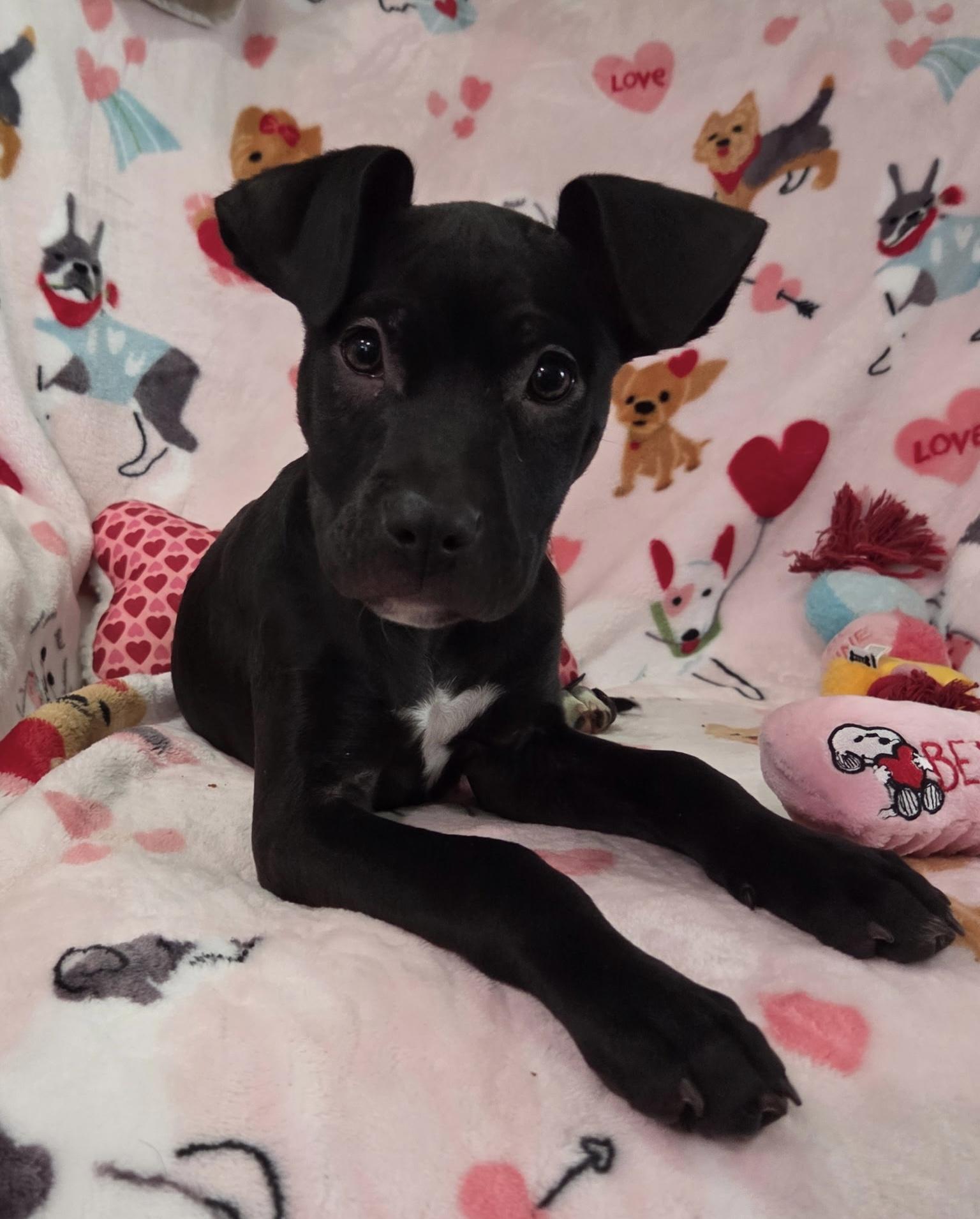 Enlarge Palmer, a ADOPTABLE mixed breed in White Lake, MI image 4/5