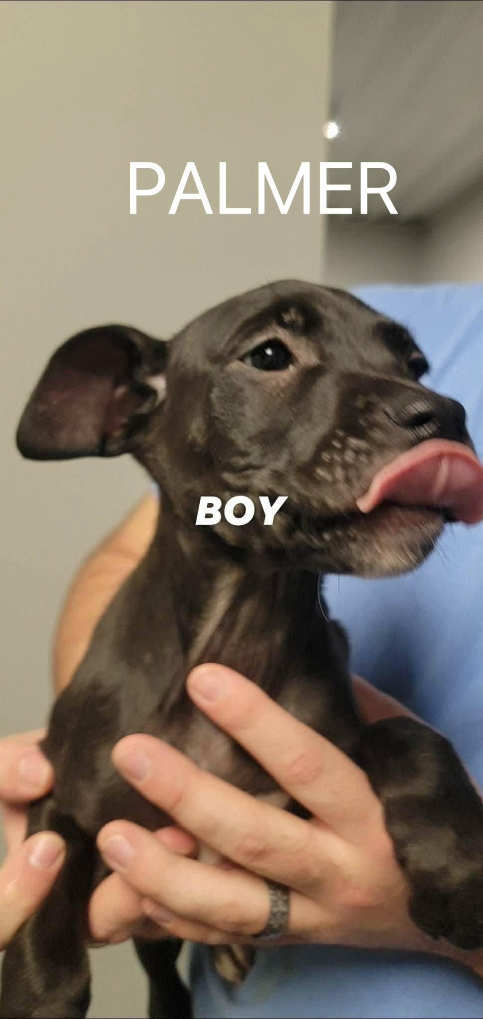 Enlarge Palmer, a ADOPTABLE mixed breed in White Lake, MI image 2/5