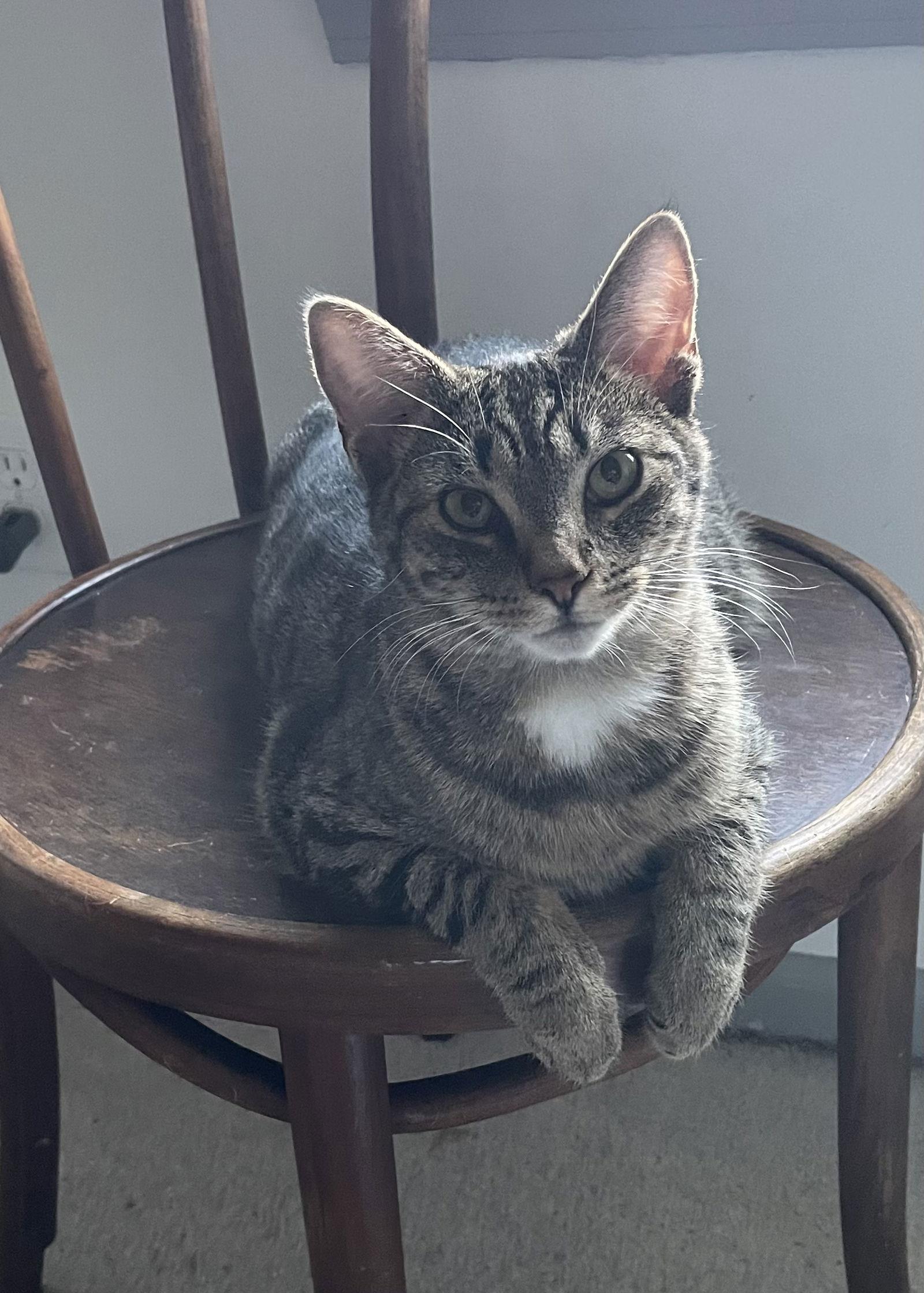 Pepsi, a Adoptable mixed breed in Lexington, SC image 2/6