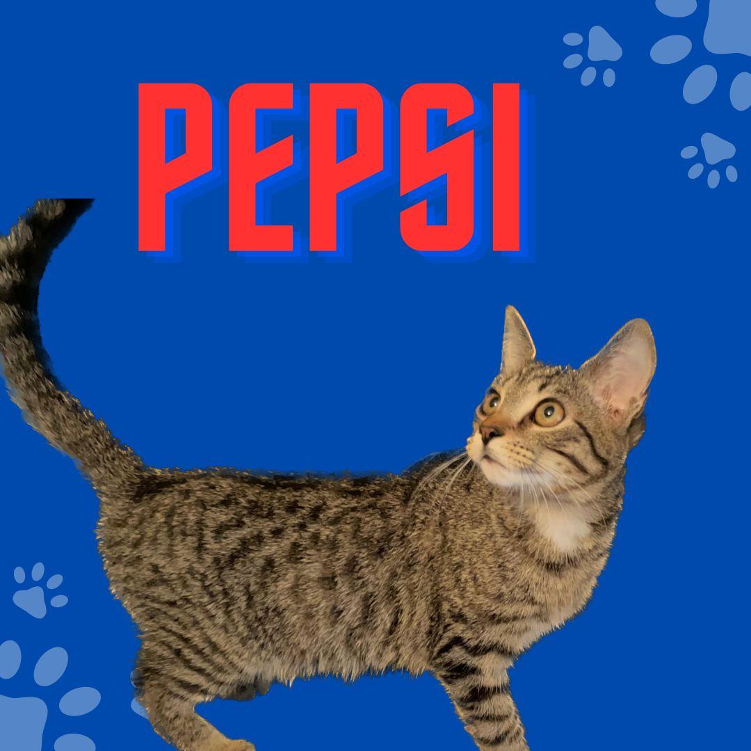 Pepsi, a Adoptable mixed breed in Lexington, SC image 3/6