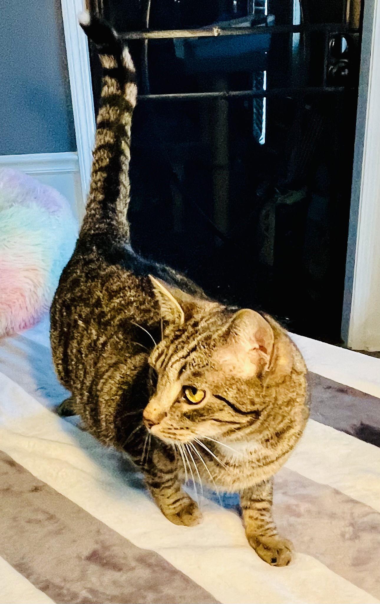 Pepsi, Adoptable, Young Male Tabby & Domestic Short Hair.