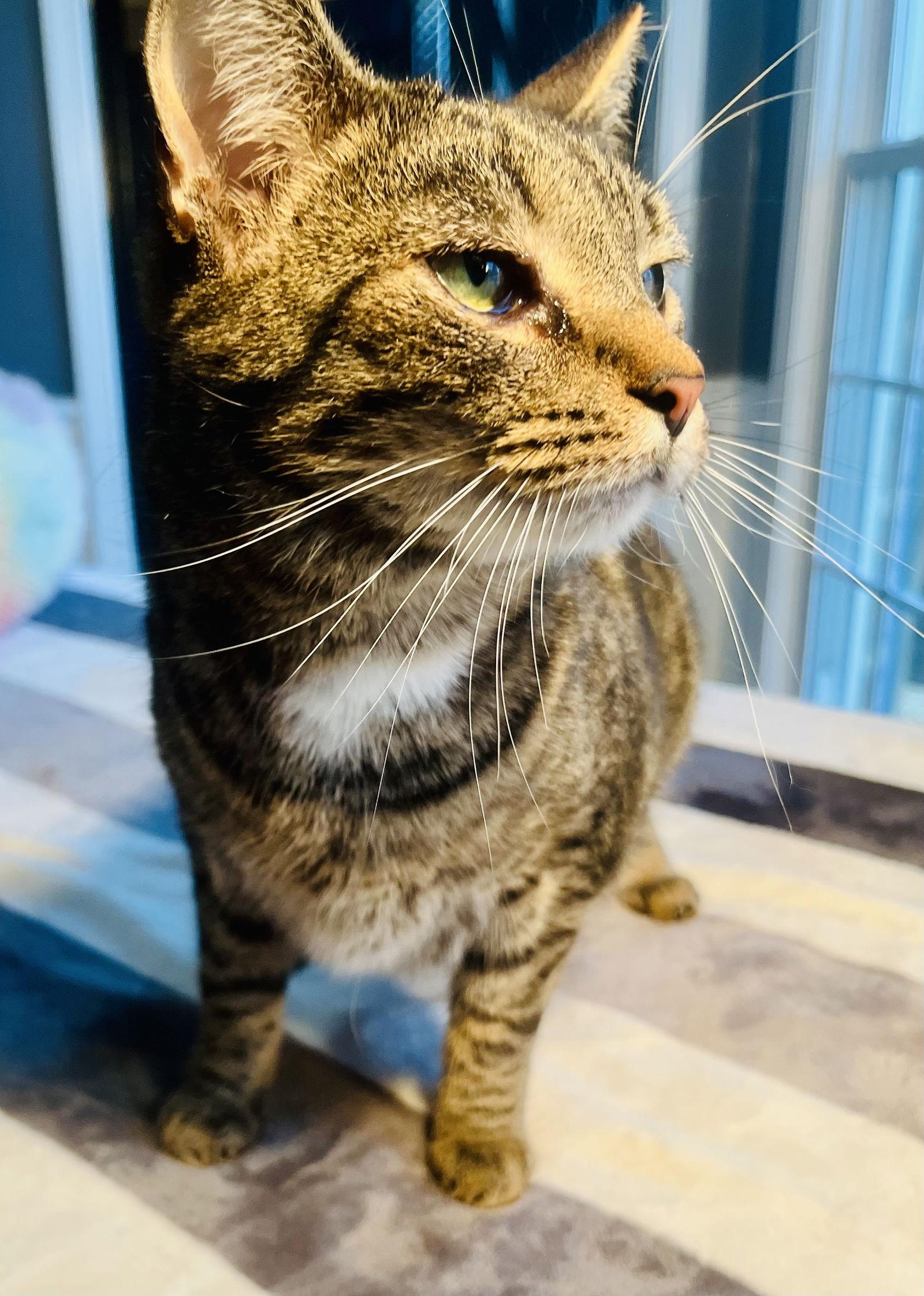 Pepsi, Adoptable, Young Male Tabby & Domestic Short Hair.