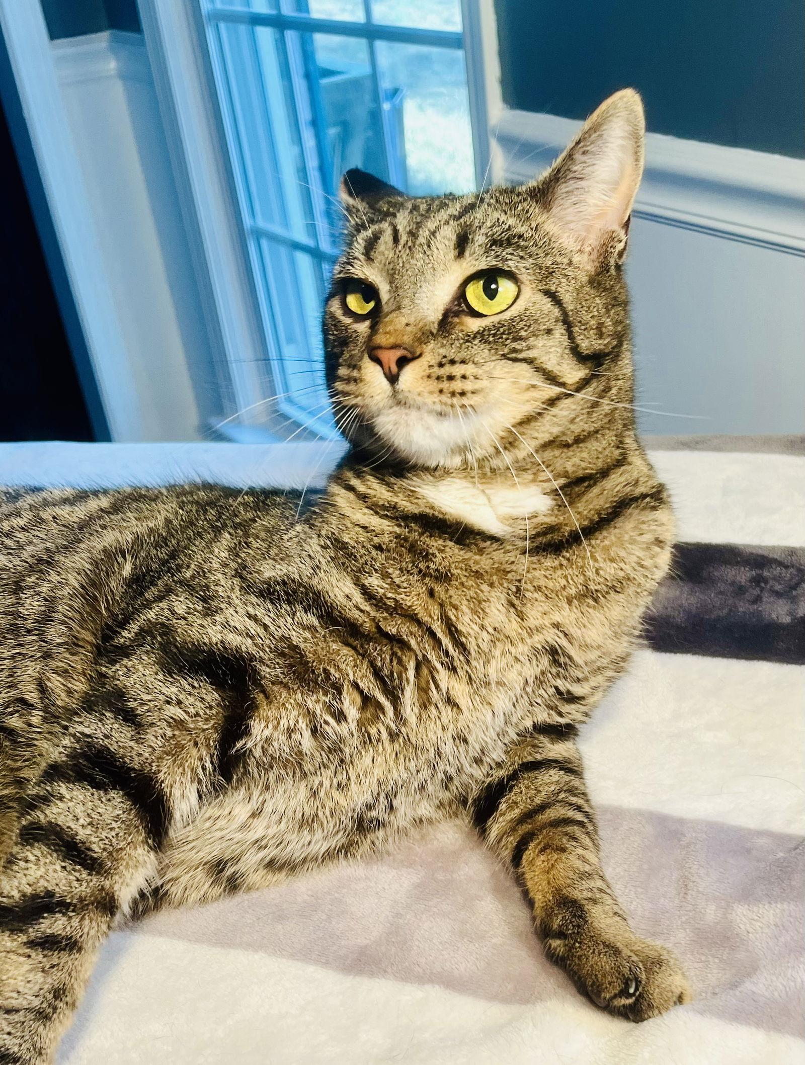 Pepsi, Adoptable, Young Male Tabby & Domestic Short Hair.