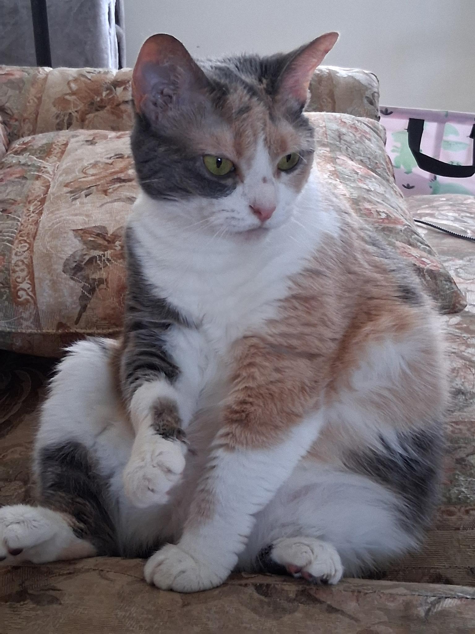 Enlarge Cali (courtesy post), a Adoptable Calico in Avon, NY image 2/3