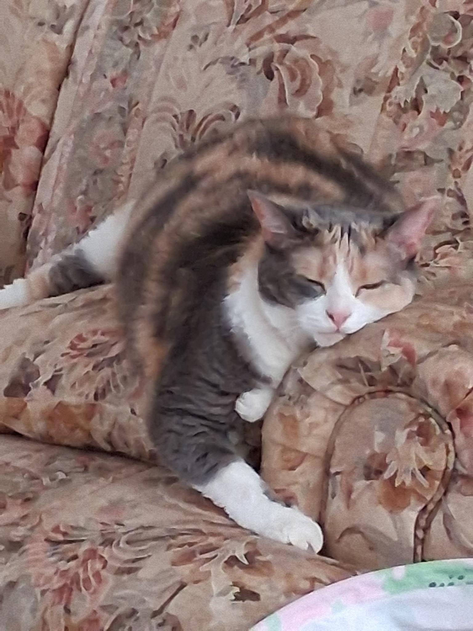 Enlarge Cali (courtesy post), a Adoptable Calico in Avon, NY image 3/3
