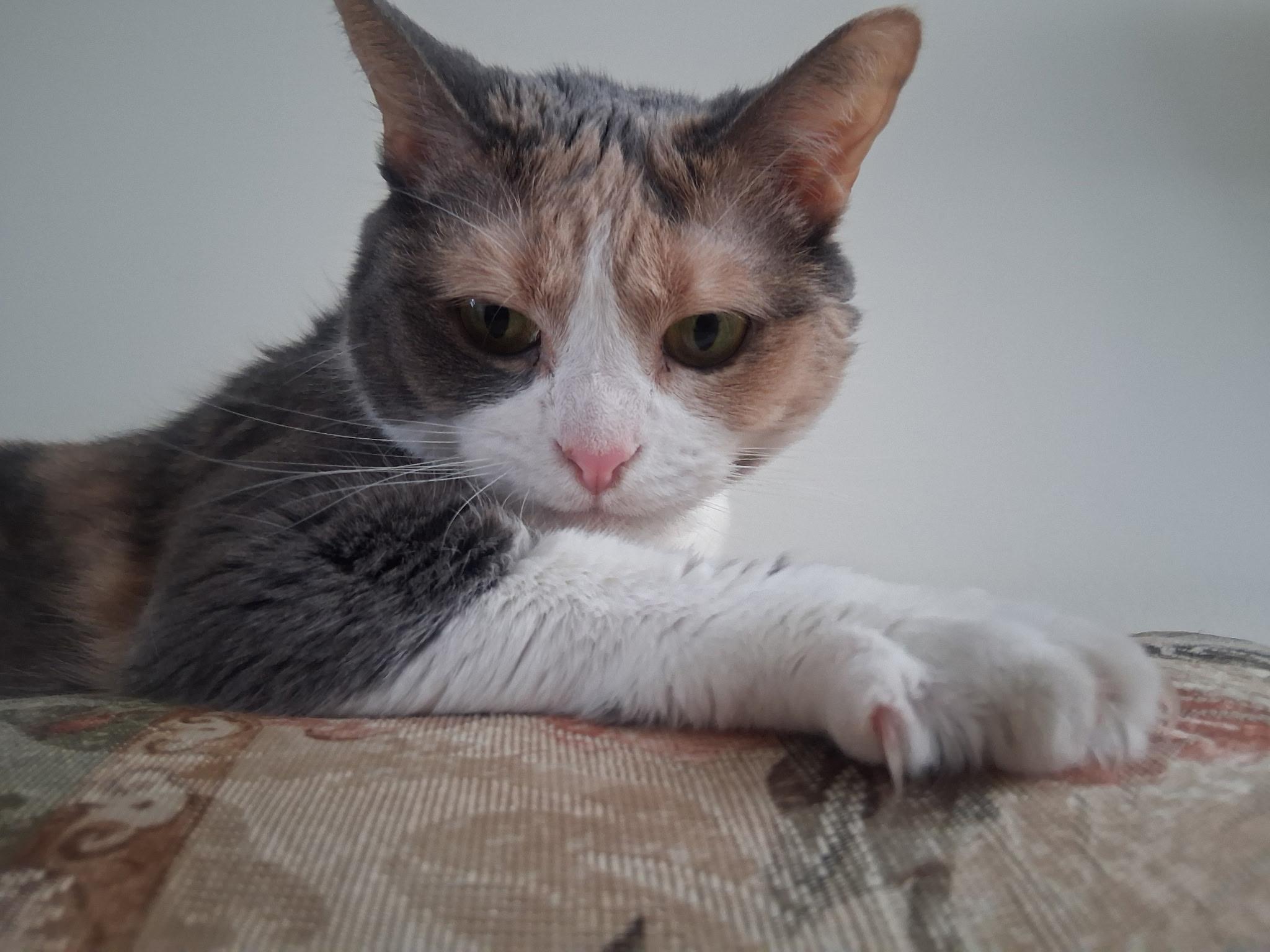 Cali (courtesy post), Adoptable, Adult Female Calico.