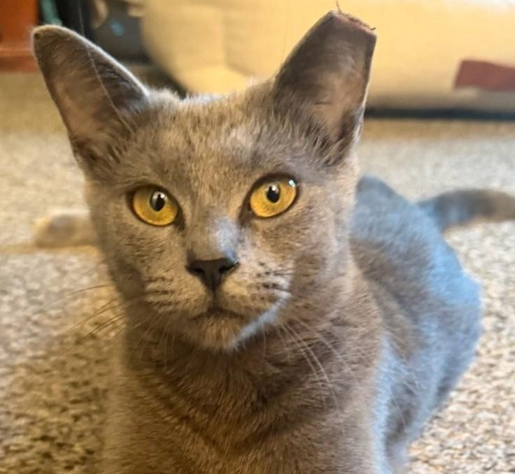 Gracen, adopted, Young Female Russian Blue & Domestic Short Hair.