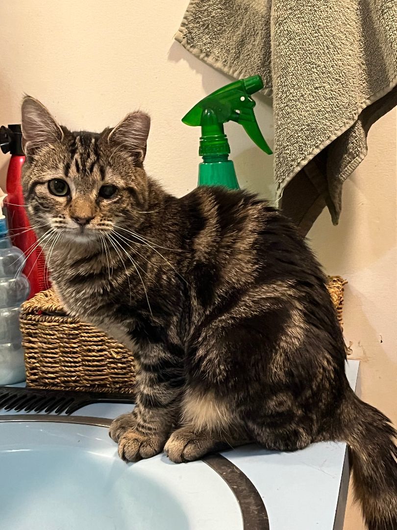 Joshua, an adoptable Domestic Short Hair in Millersburg, PA_image-1