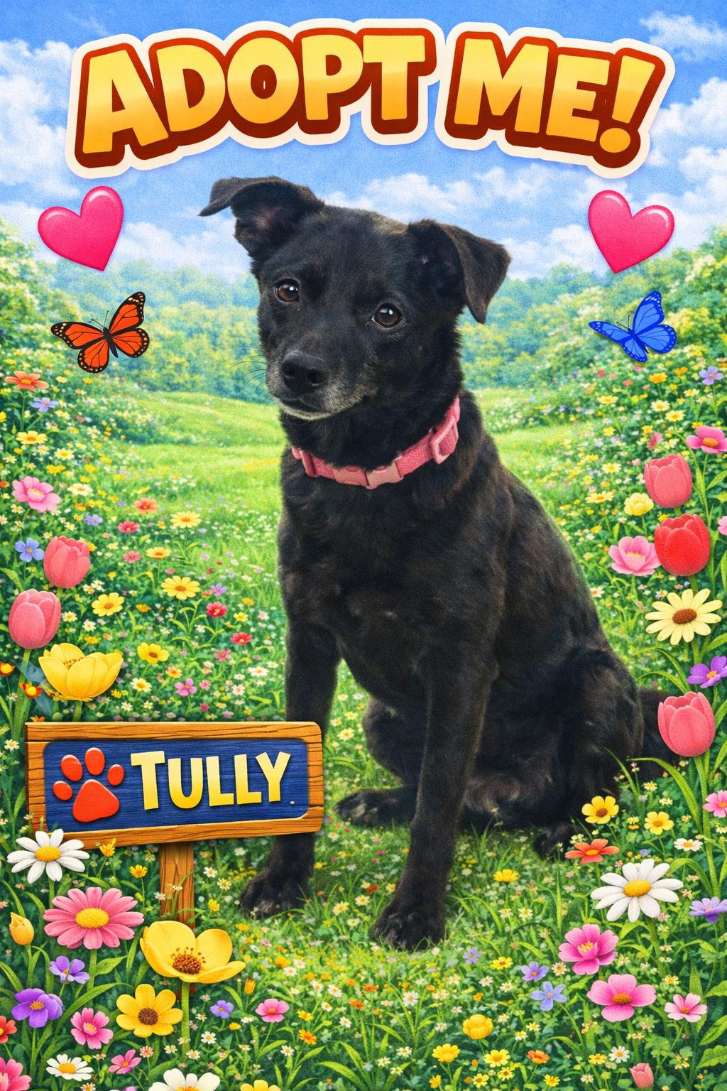 Tully, ADOPTABLE, Adult Male Black Labrador Retriever & Chihuahua.