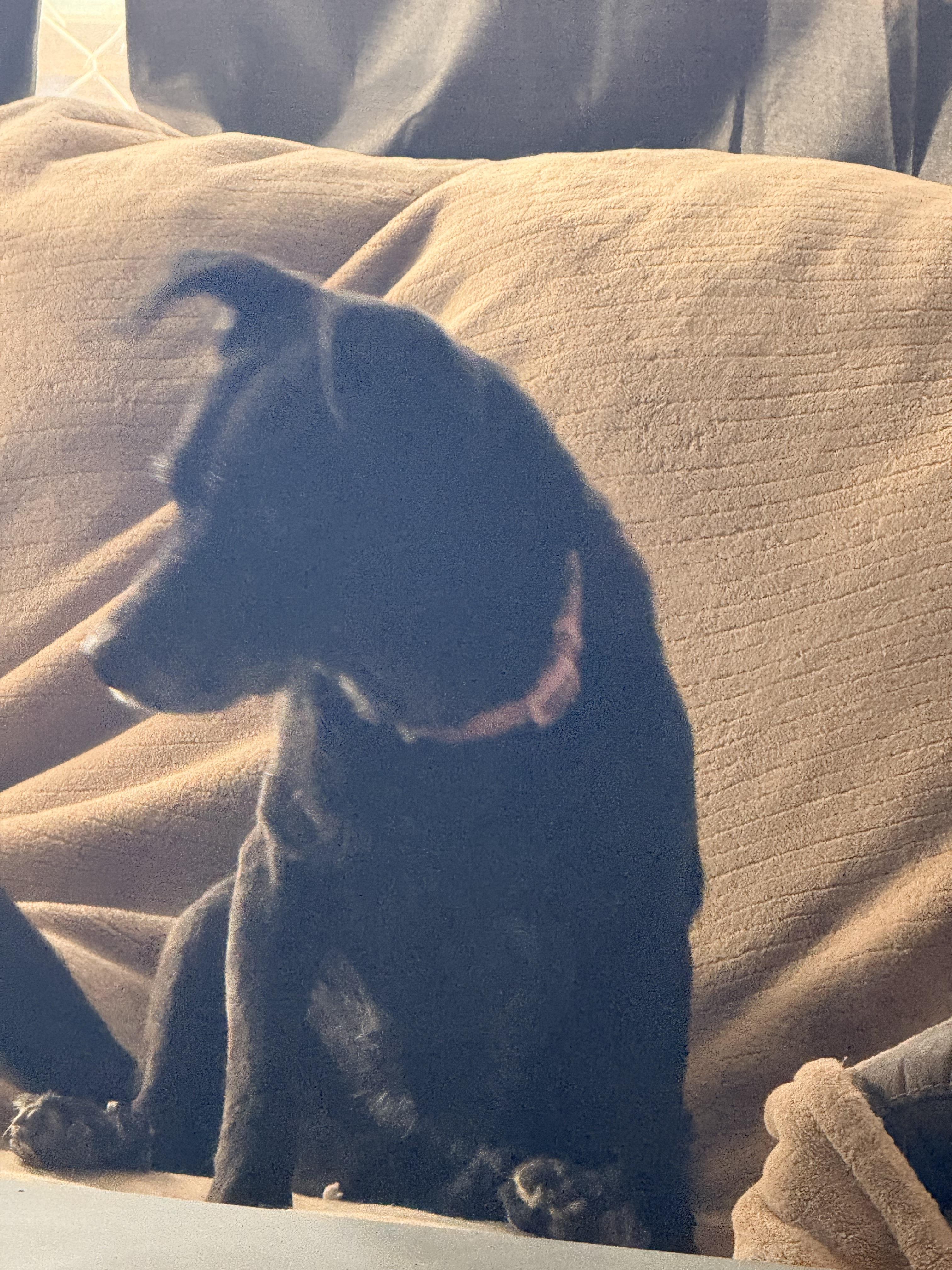 Enlarge Tully, a ADOPTABLE mixed breed in valley springs, CA image 2/2