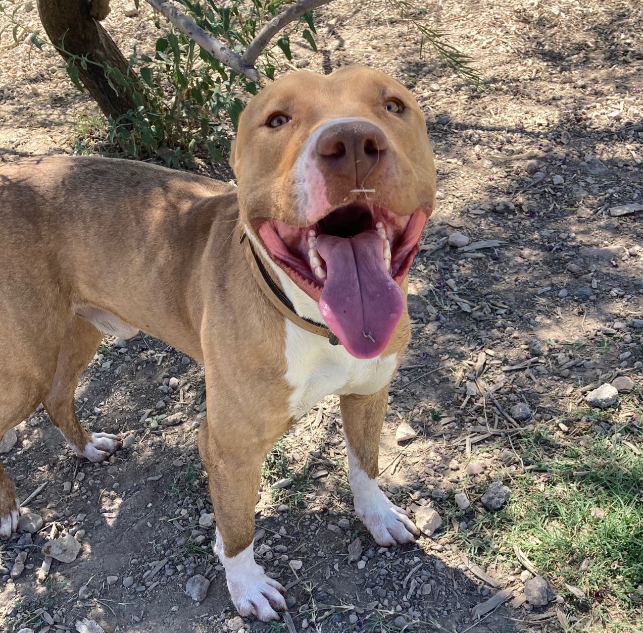 Enlarge Oliver, an adoptable mixed breed in ALPINE, TX image 5/6