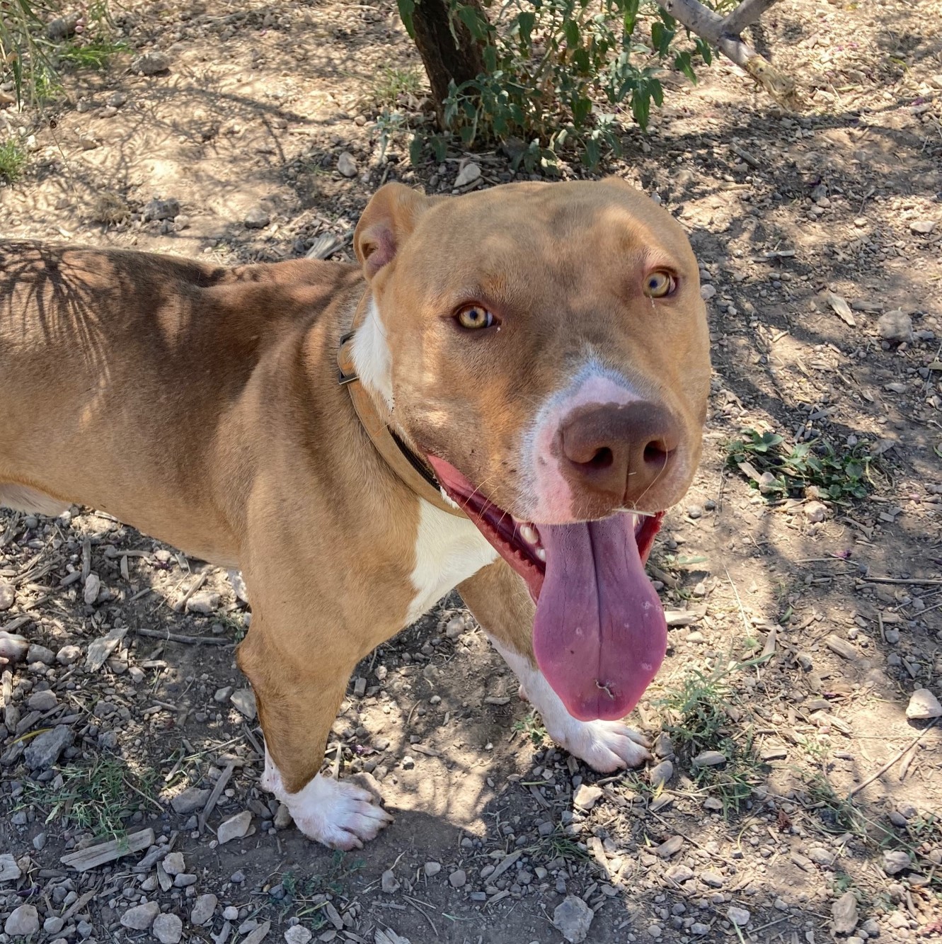 Enlarge Oliver, an adoptable mixed breed in ALPINE, TX image 6/6