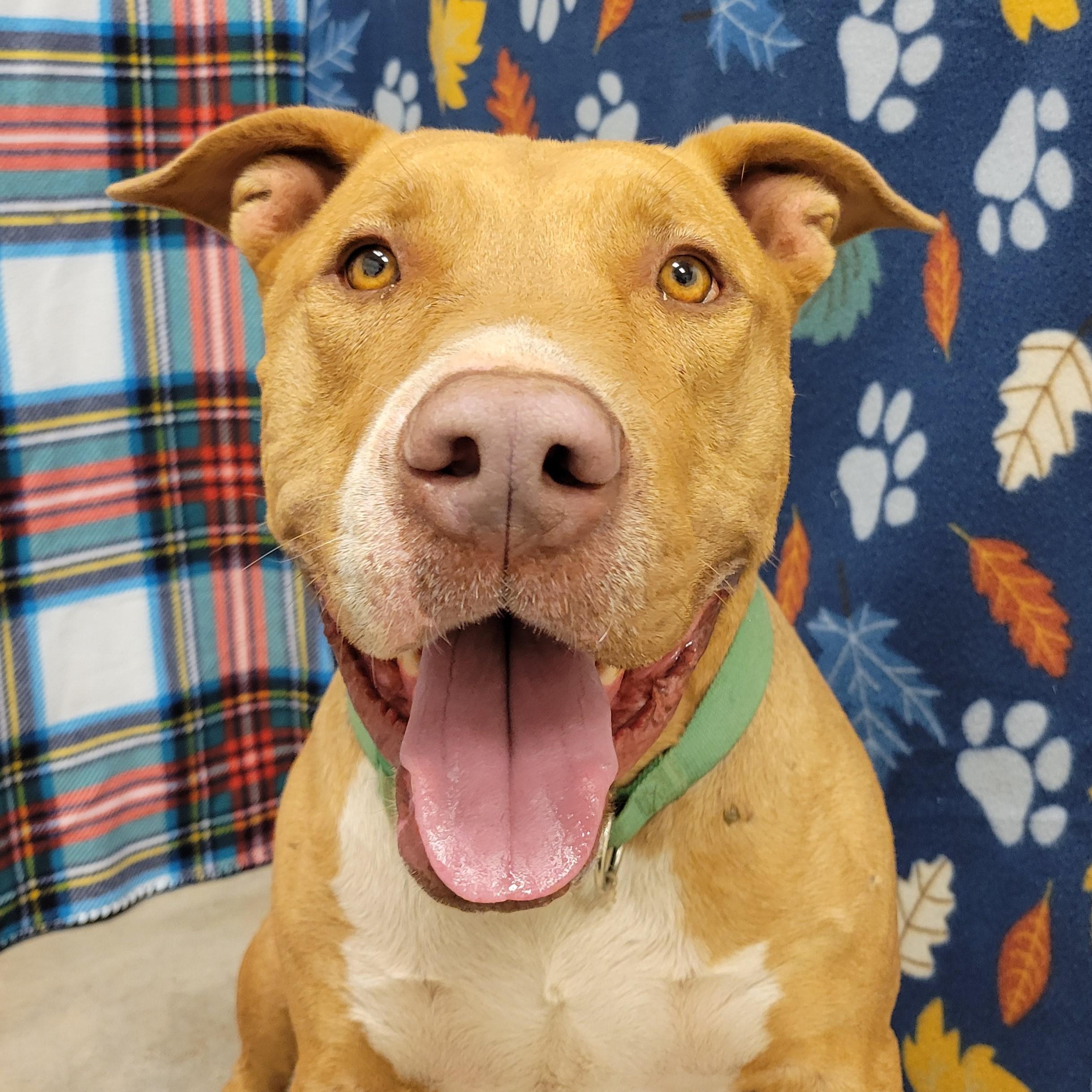 Enlarge Oliver, an adoptable mixed breed in ALPINE, TX image 1/6