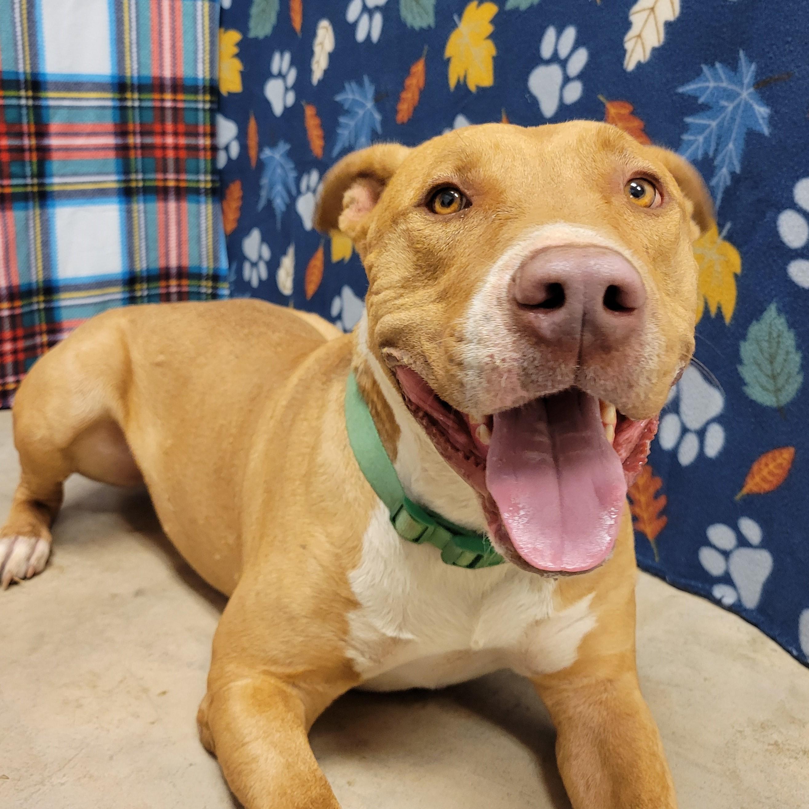 Enlarge Oliver, an adoptable mixed breed in ALPINE, TX image 3/6