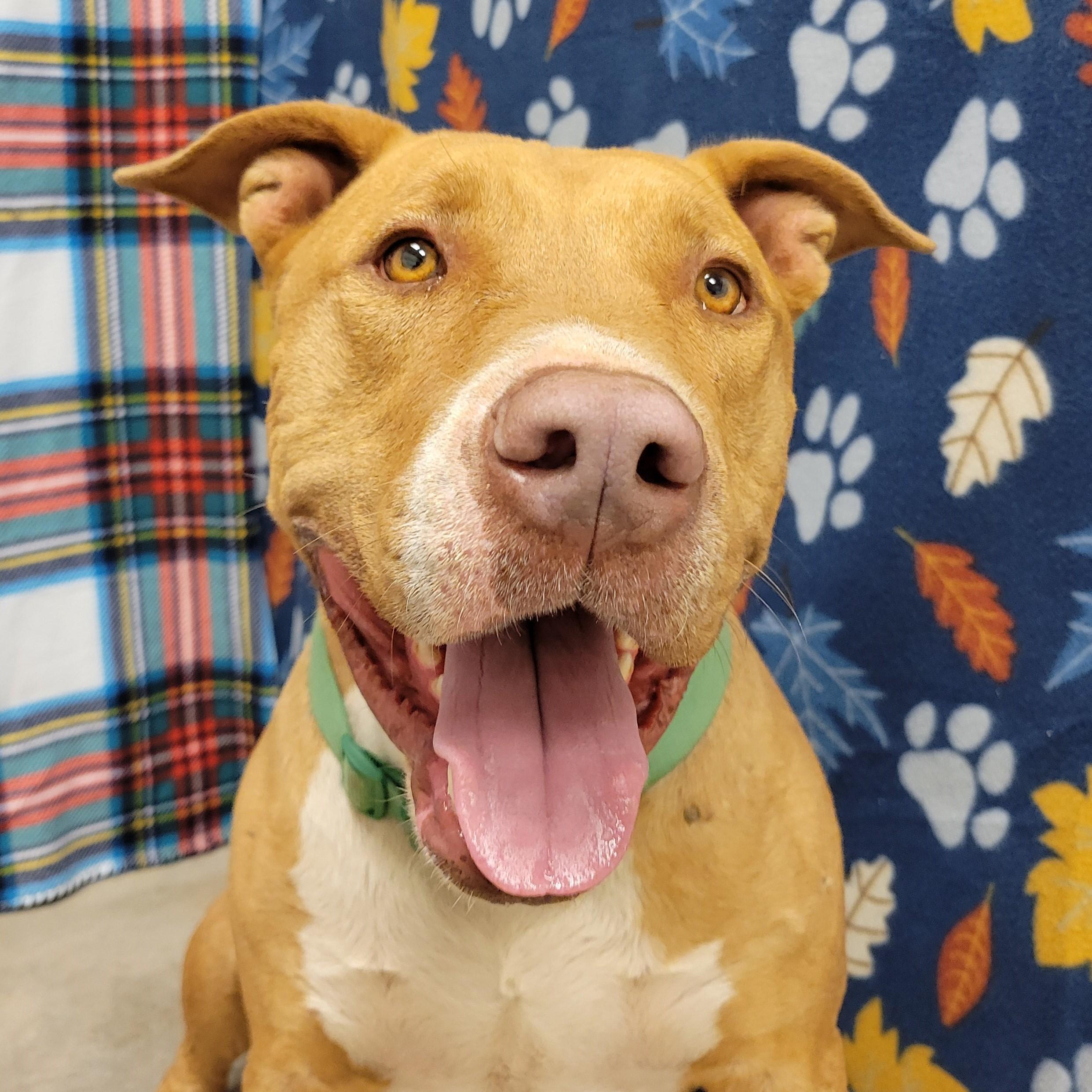 Enlarge Oliver, an adoptable mixed breed in ALPINE, TX image 2/6