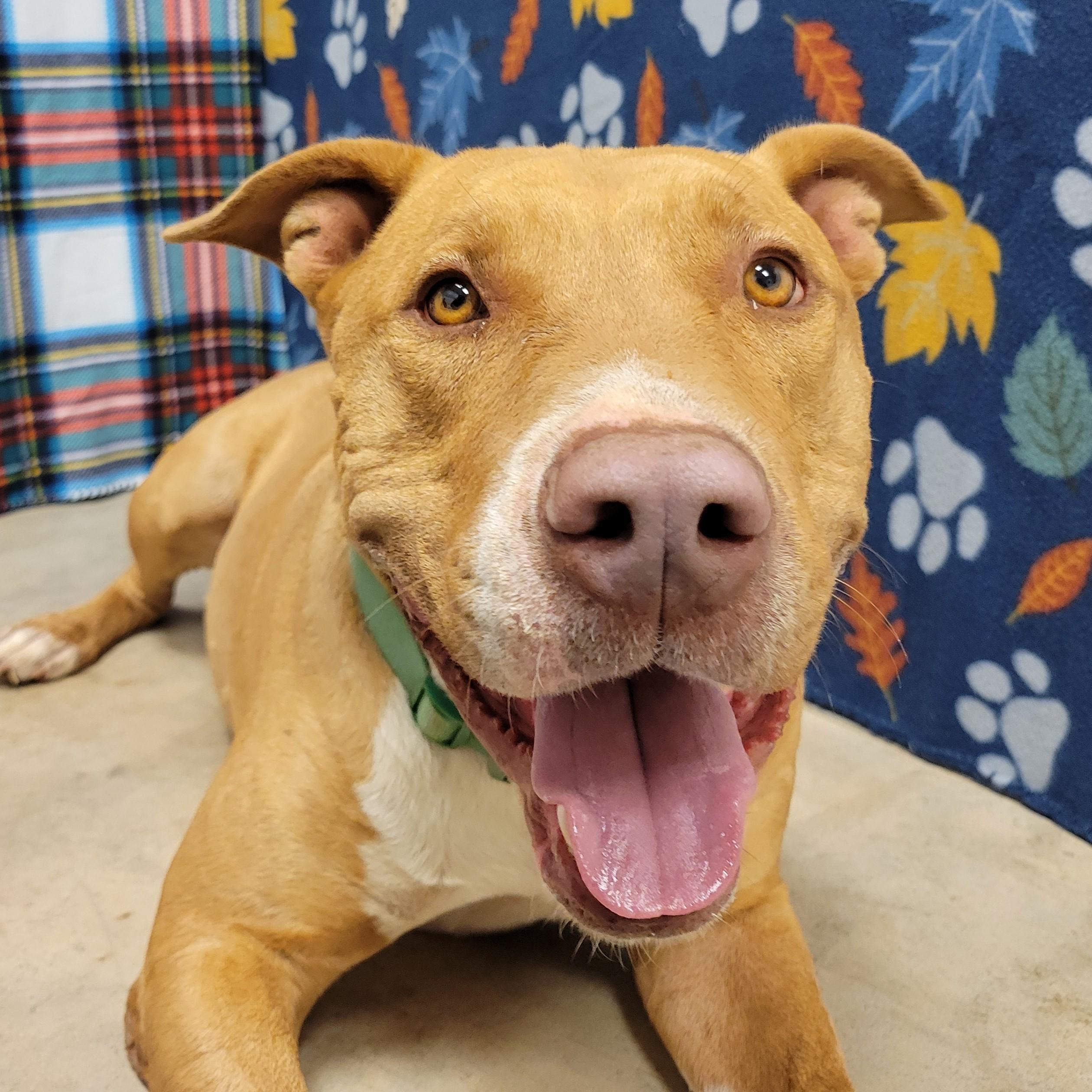 Enlarge Oliver, an adoptable mixed breed in ALPINE, TX image 4/6