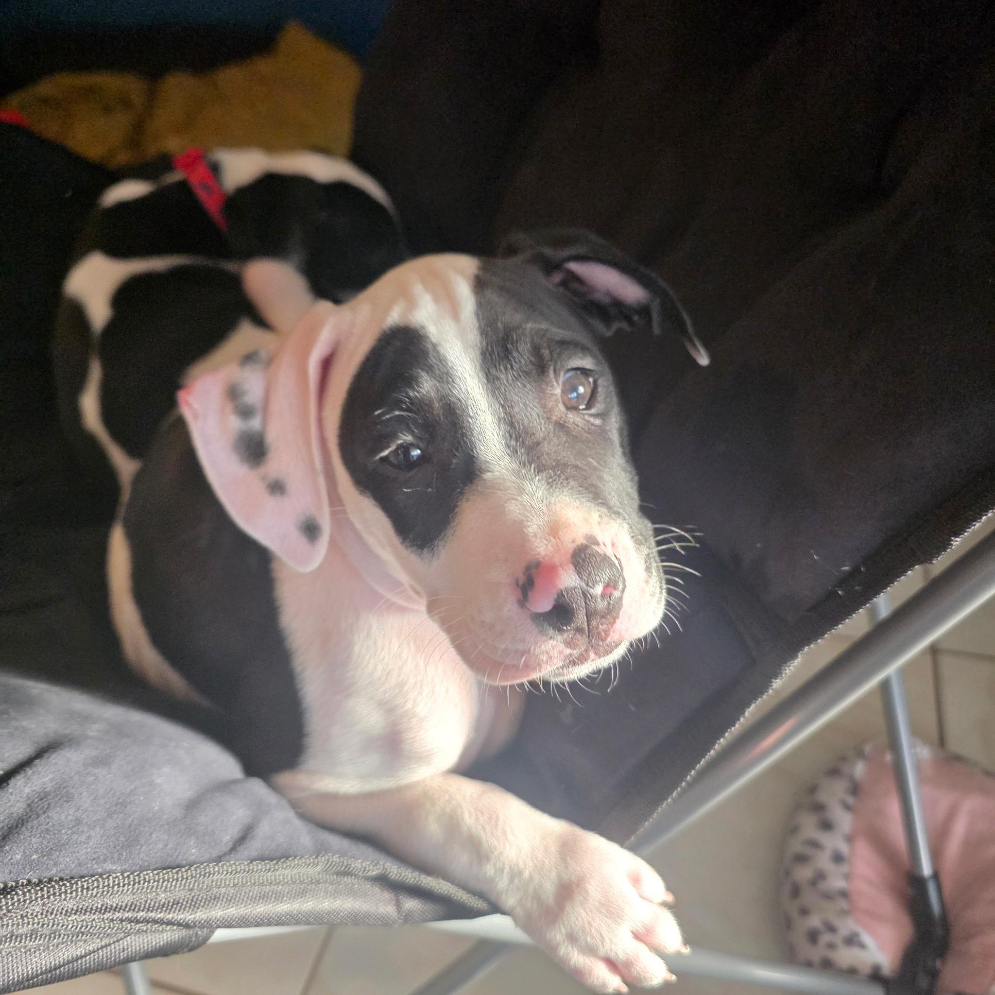 Enlarge Kayden, an adopted mixed breed in Deltona, FL image 5/5