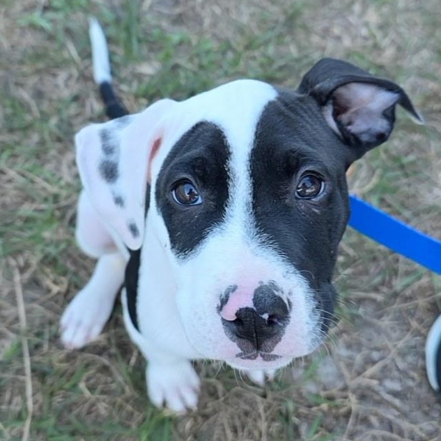 Kayden, ADOPTABLE, Puppy Male American Staffordshire Terrier & Pit Bull Terrier.