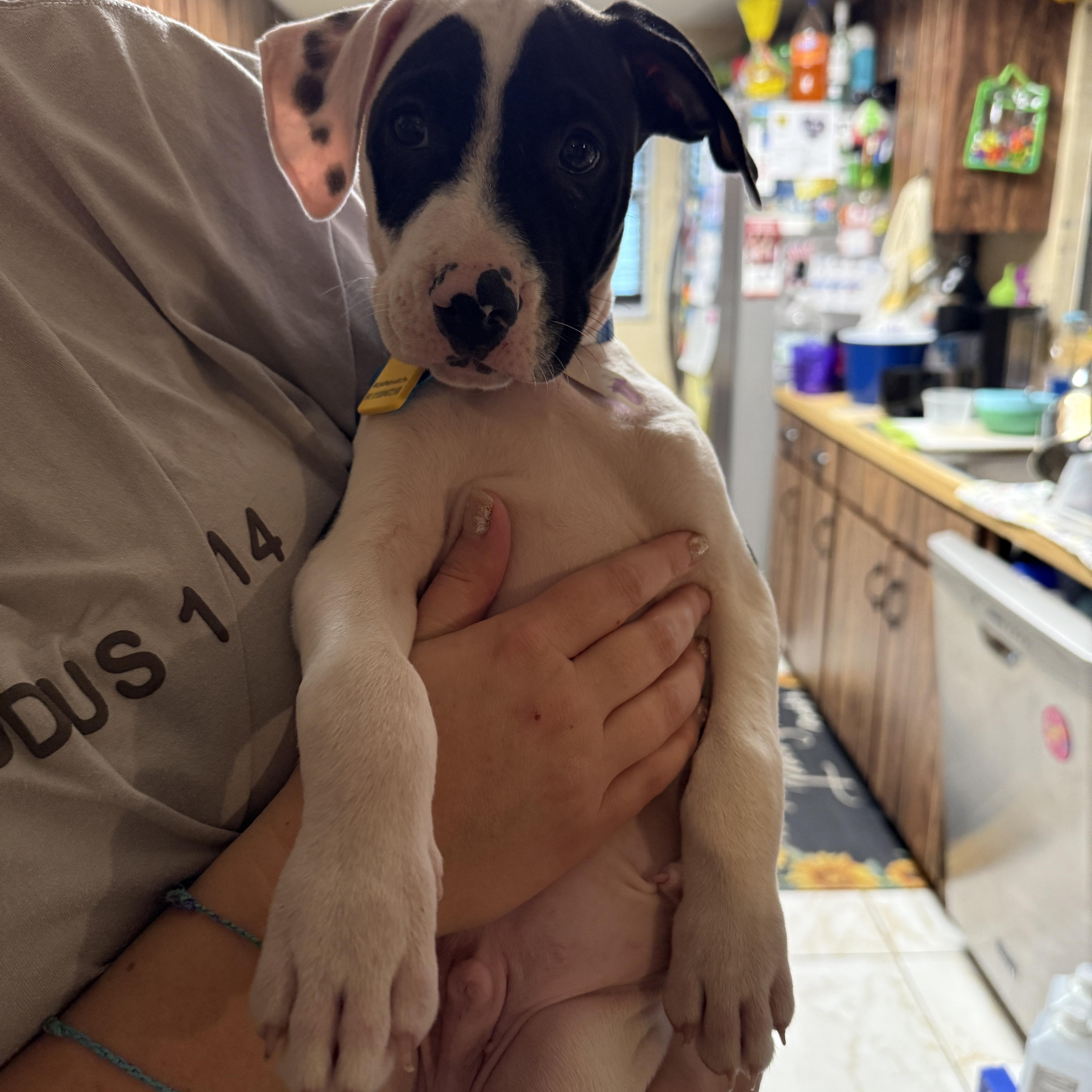 Enlarge Kayden, an adopted mixed breed in Deltona, FL image 4/5