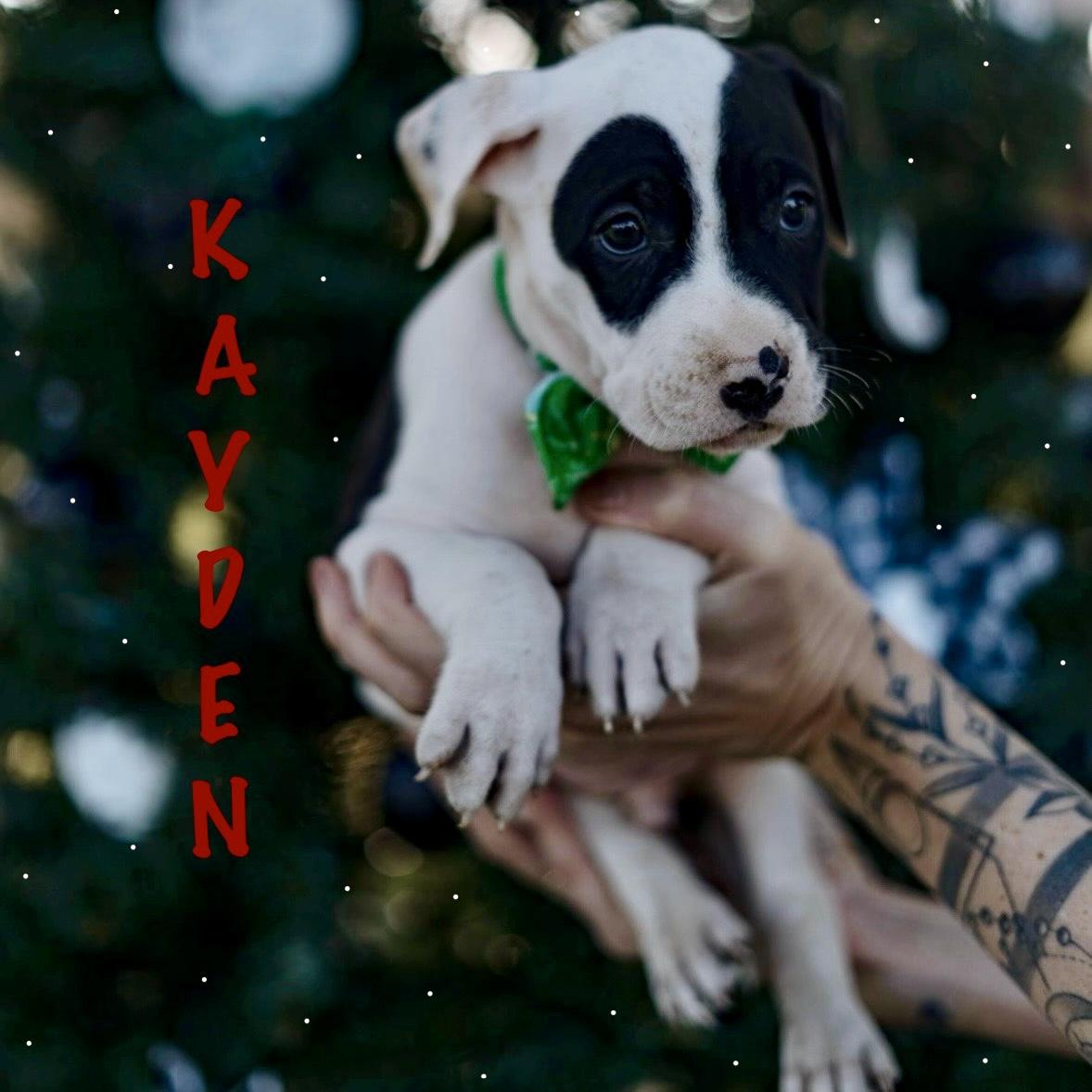 Kayden, ADOPTABLE, Puppy Male American Staffordshire Terrier & Pit Bull Terrier.