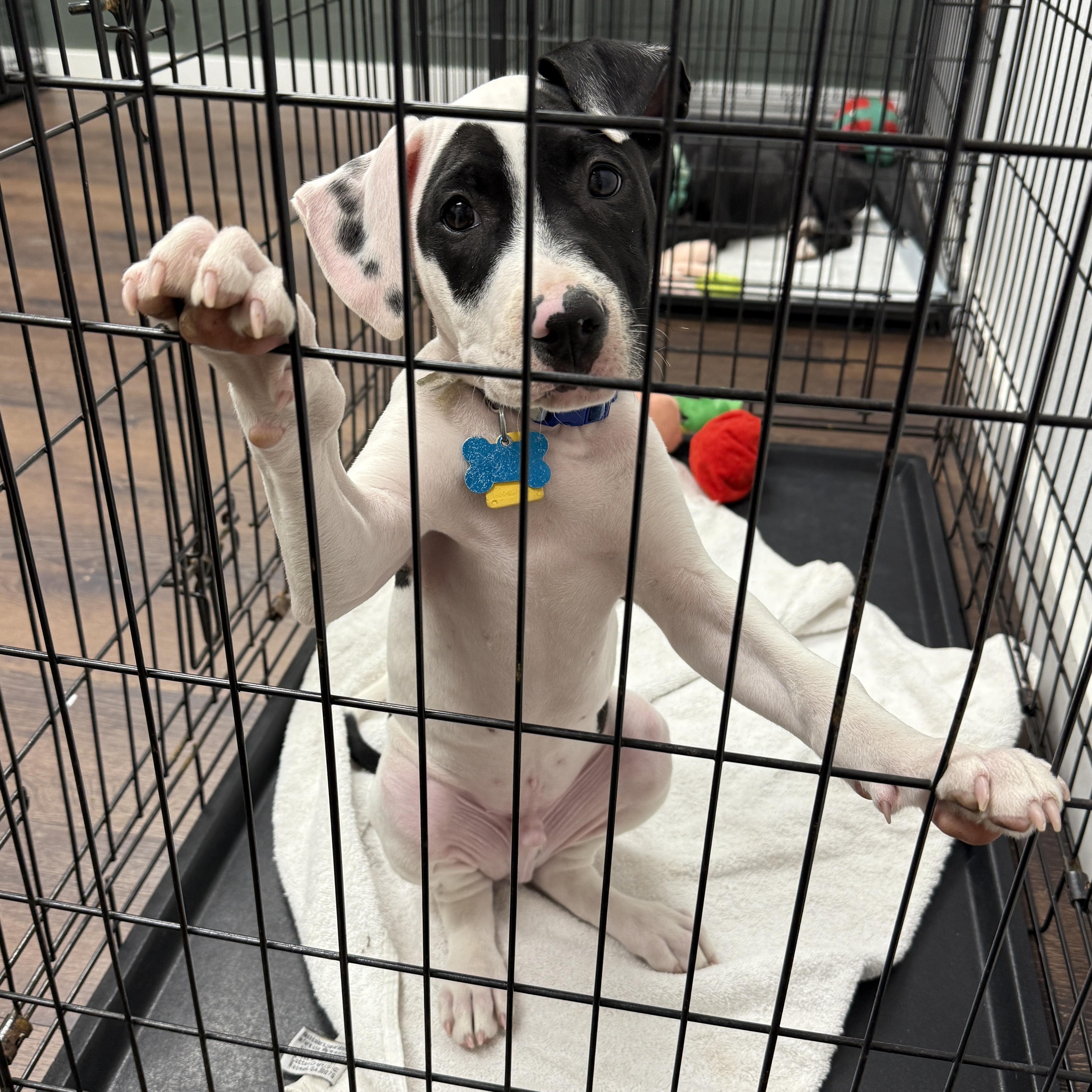 Enlarge Kayden, an adopted mixed breed in Deltona, FL image 1/5