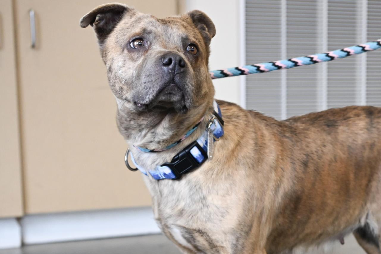 NALLAH BELL**, Adoptable, Adult Female Pit Bull Terrier.