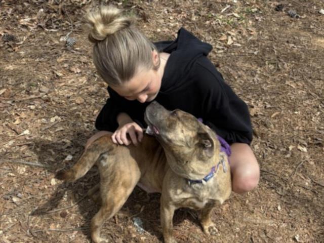 Enlarge NALLAH BELL**, a Adoptable Pit Bull Terrier in Chapel Hill, NC image 1/1