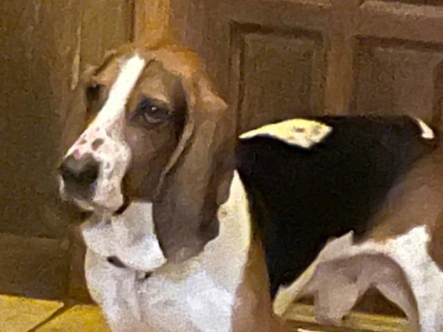 Cash, Adoptable, Adult Male Basset Hound.