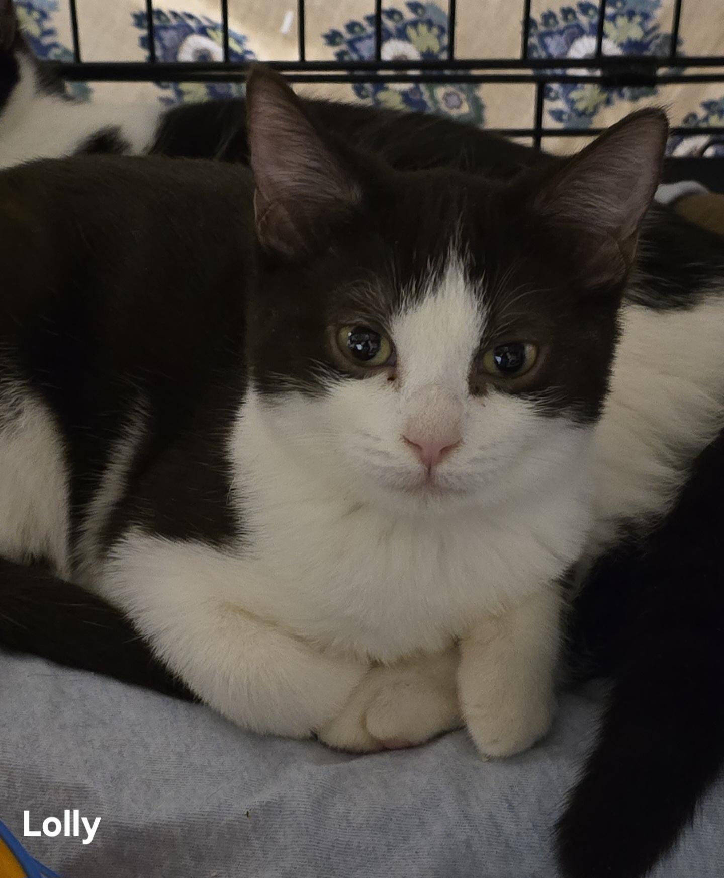 Lolly, adopted, Kitten Female Tuxedo.