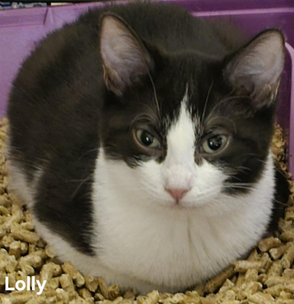 Enlarge Lolly, an adopted Tuxedo in Stevensville, ON image 2/2