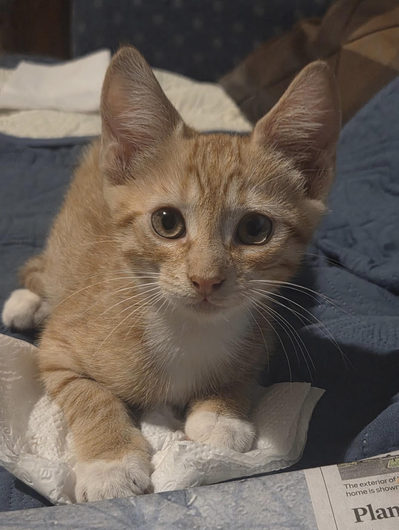 Simba