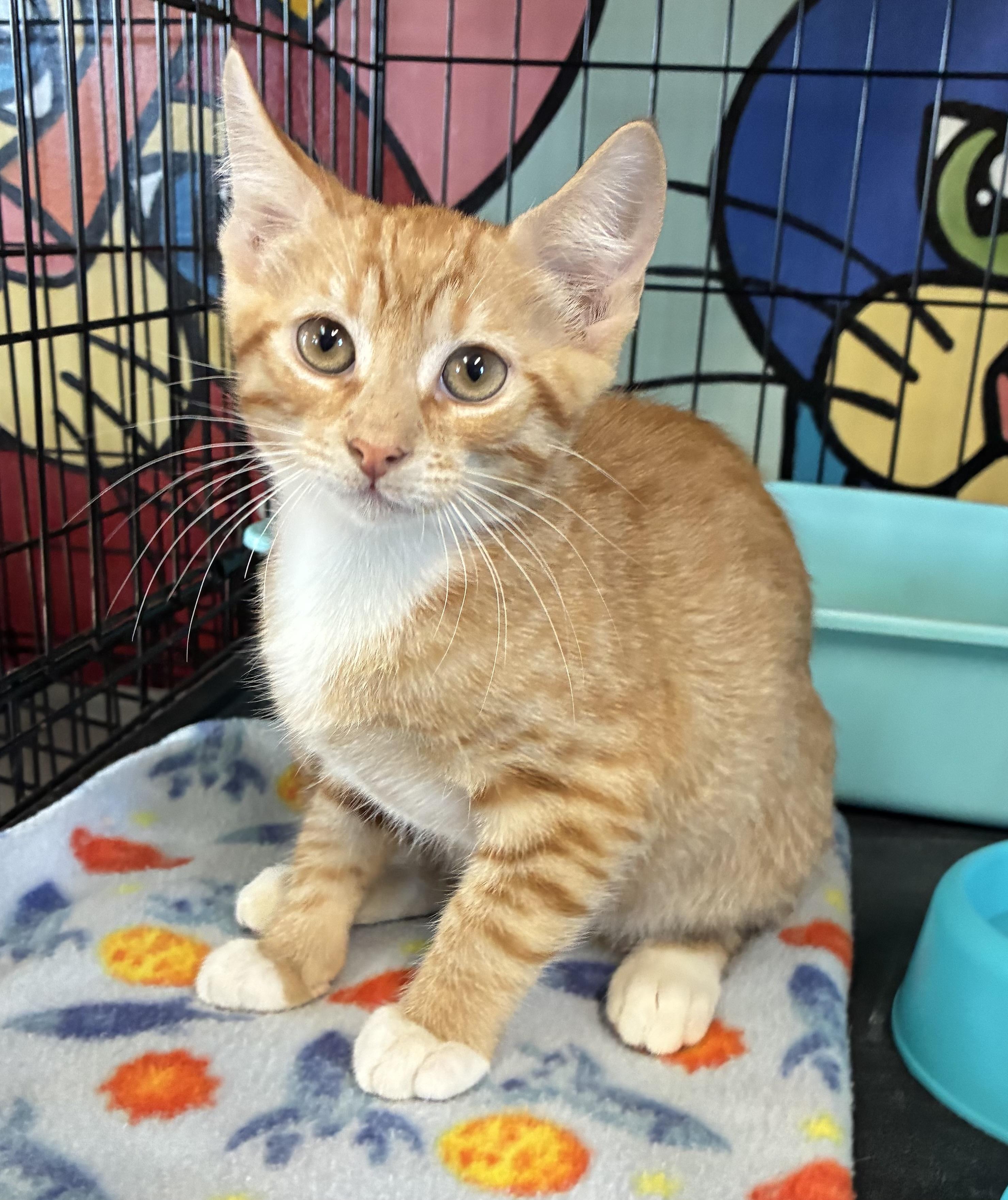 Simba