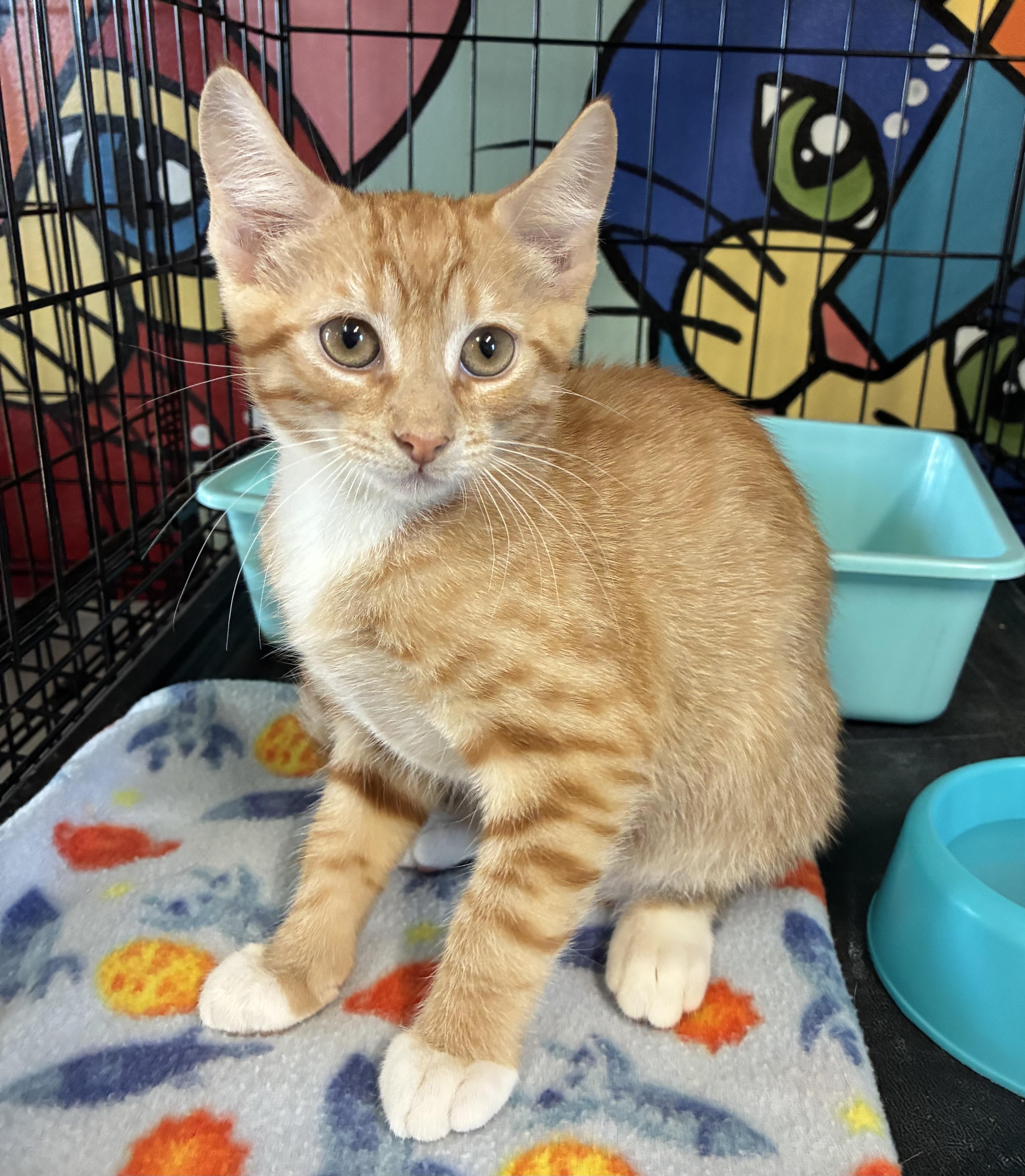 Simba