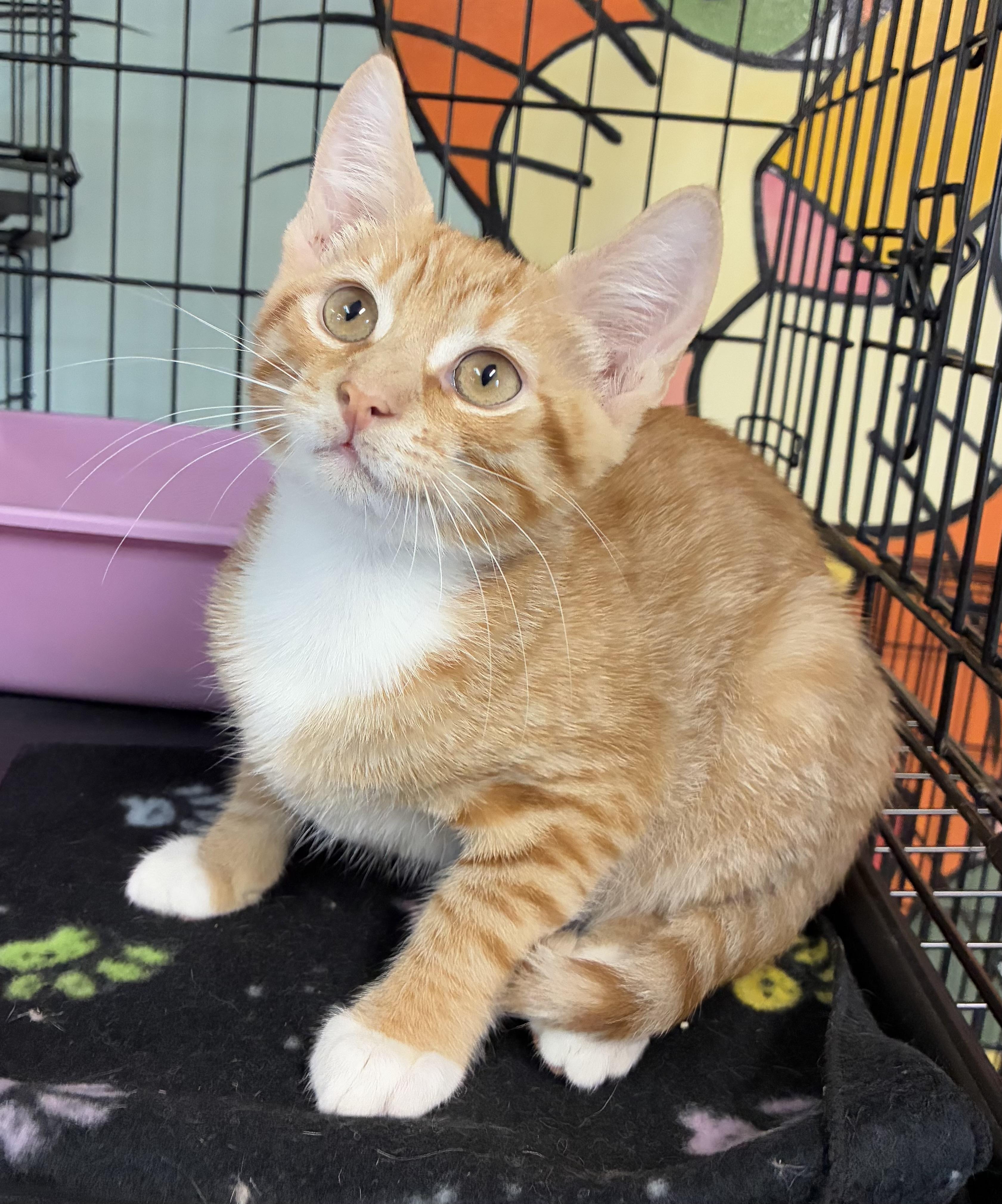 Simba