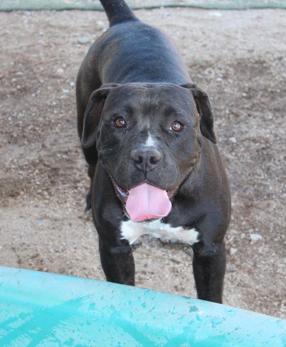 Glamour, a Adoptable mixed breed in Acton, CA image 1/6