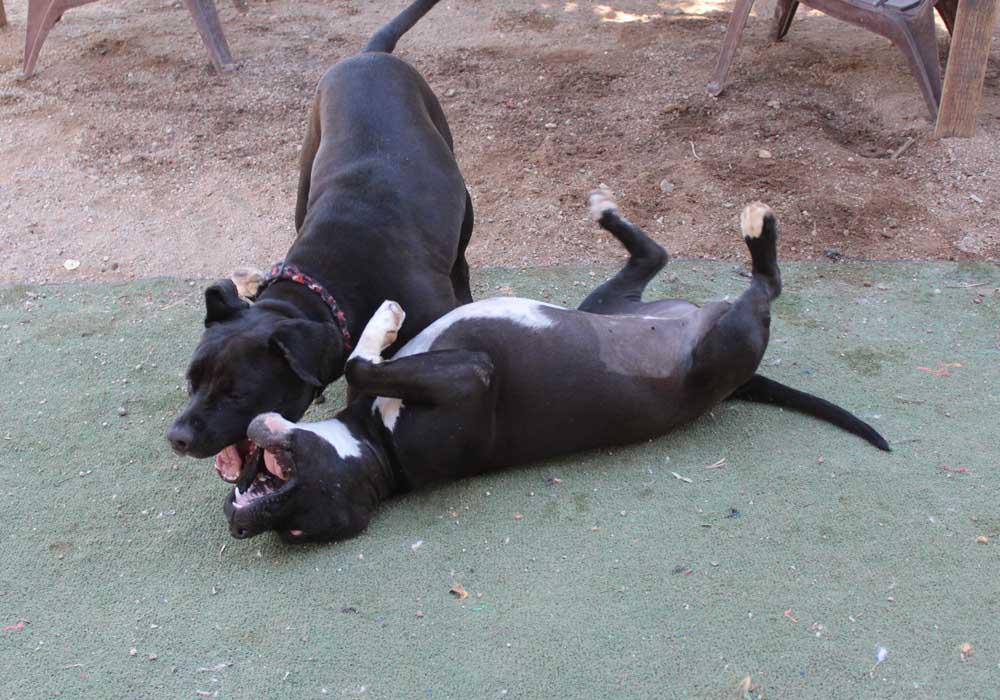 Glamour, a Adoptable mixed breed in Acton, CA image 2/6