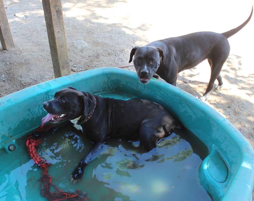 Glamour, a Adoptable mixed breed in Acton, CA image 3/6