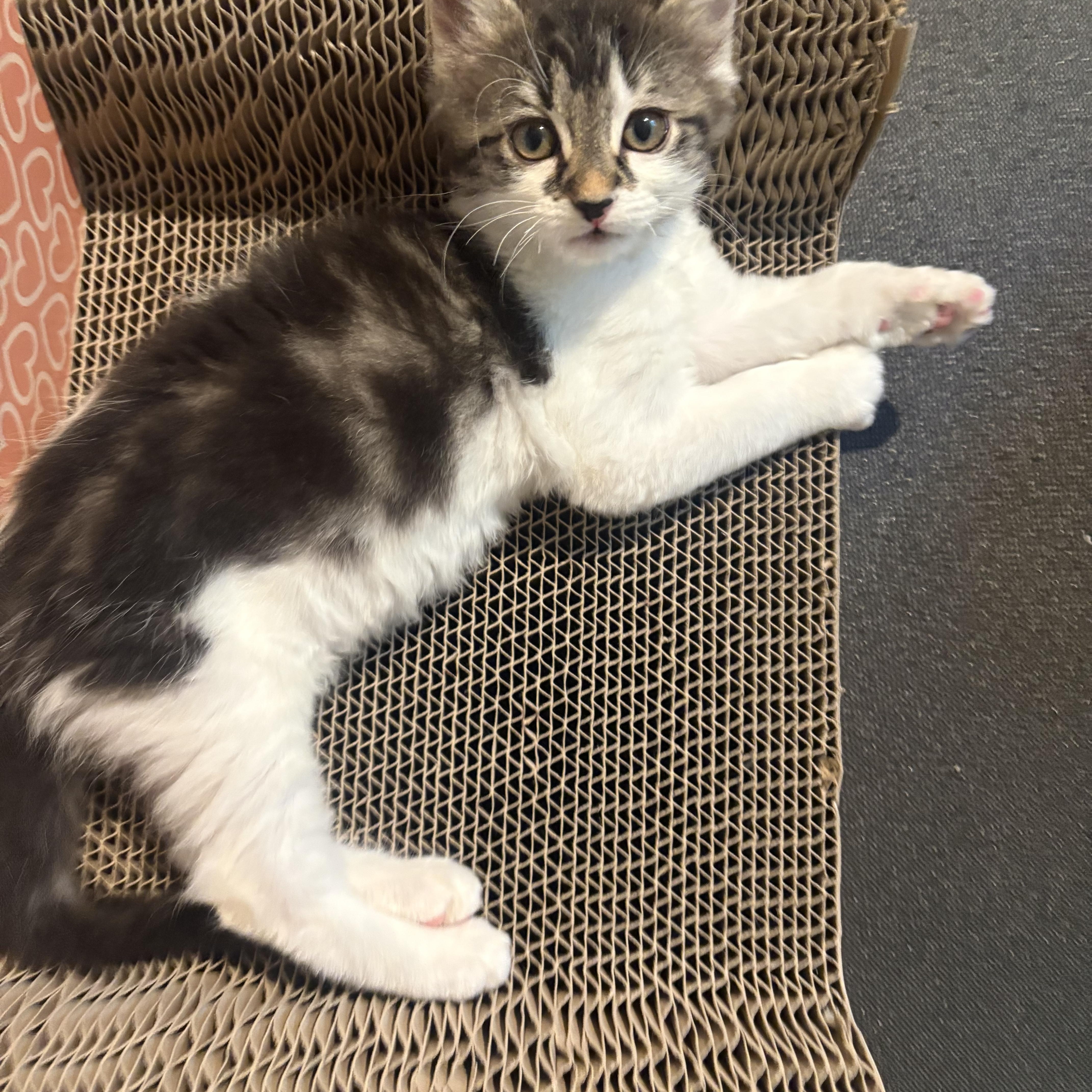 Babybel, a Adoptable Domestic Medium Hair in Woodinville, WA image 4/6
